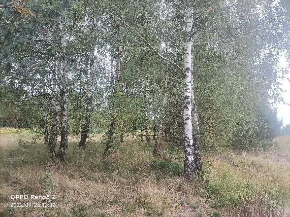 Gałęzie sosnowe brzozowe za darmo