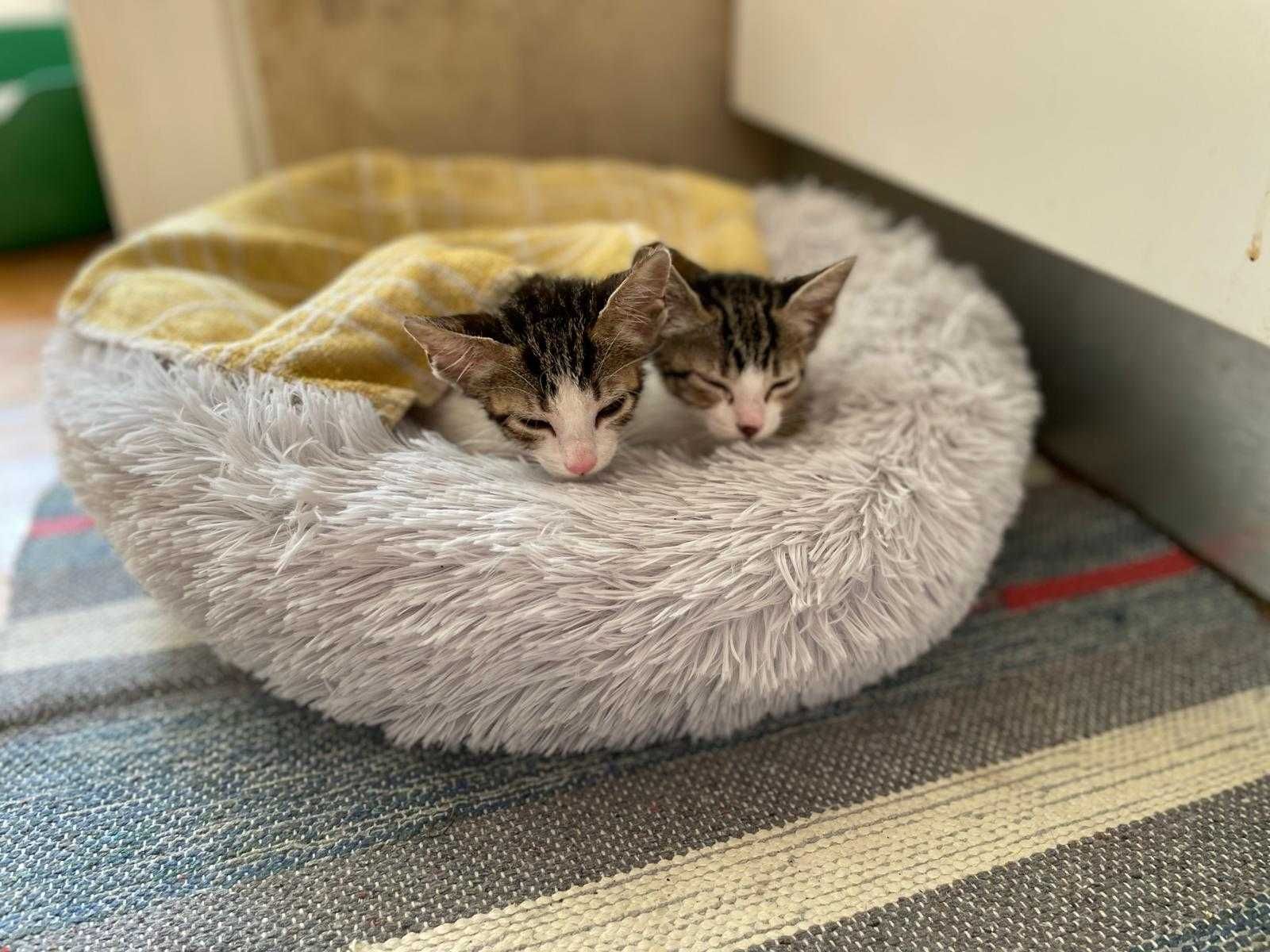Gatinhas bebés para adoção consciente