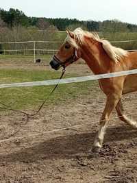 Haflinger klacz 3 lata