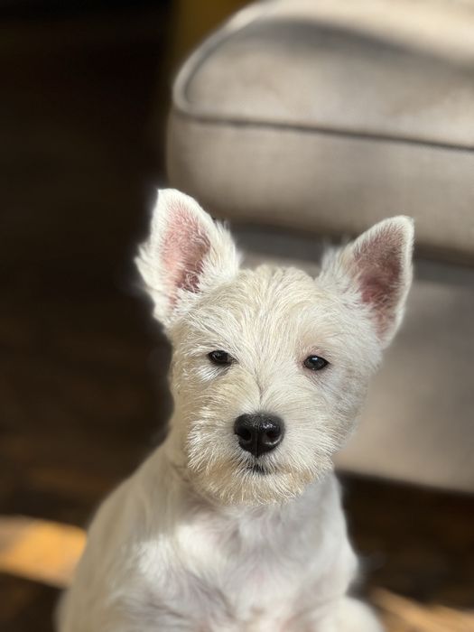 West Highland white terrier  pies