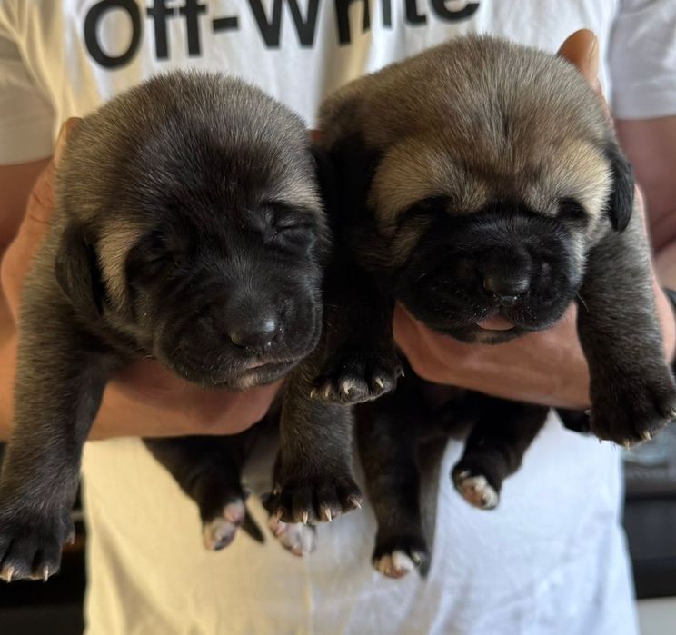 KANGAL.  Rodzice import z Turcji i Serbi.  DOSTĘPNE SUCZKI