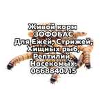 Зофобас, живой корм, зоофобас, кормовые насекомые, корм для Ежей.