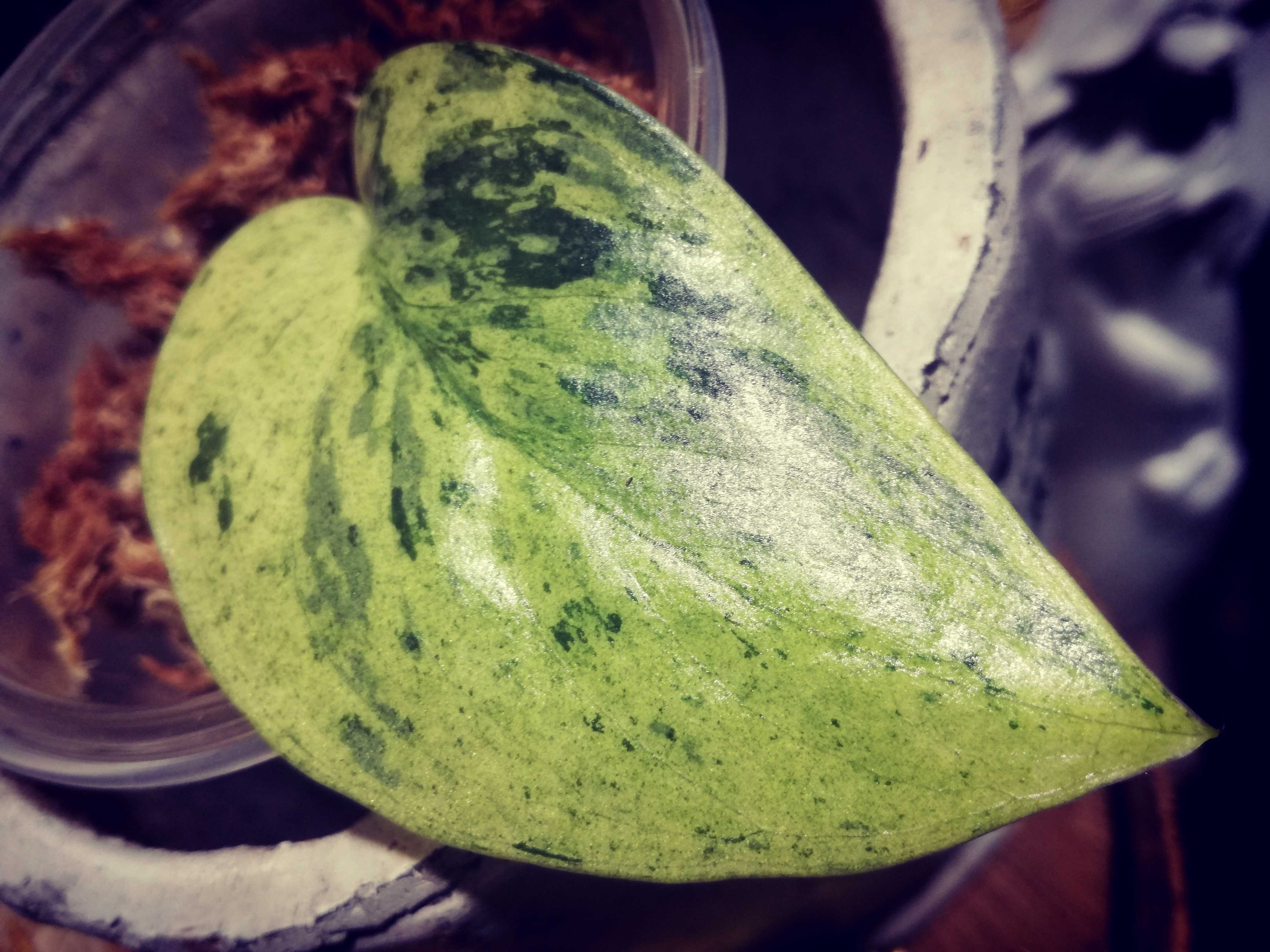 Scindapsus Mayari Marble Variegata NoID UNIKAT monstera philodendron