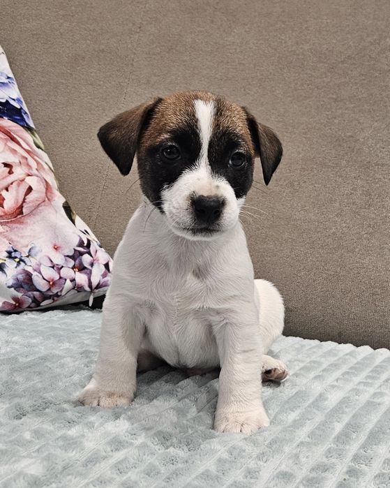 Piesek jack russell ZKwP FCI