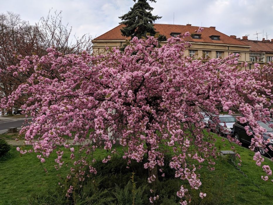 Сакура плакуча Кіку Шідаре ЗКС
