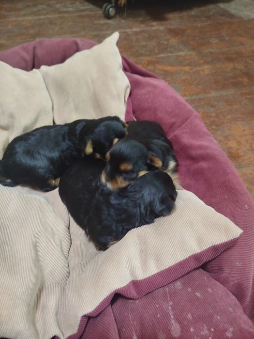 Продам щенков Йорке