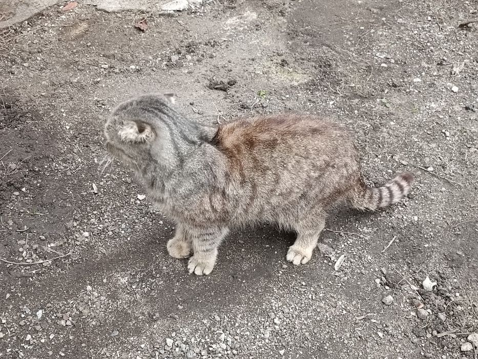 Продам шотландських котів та кішок. Свої.