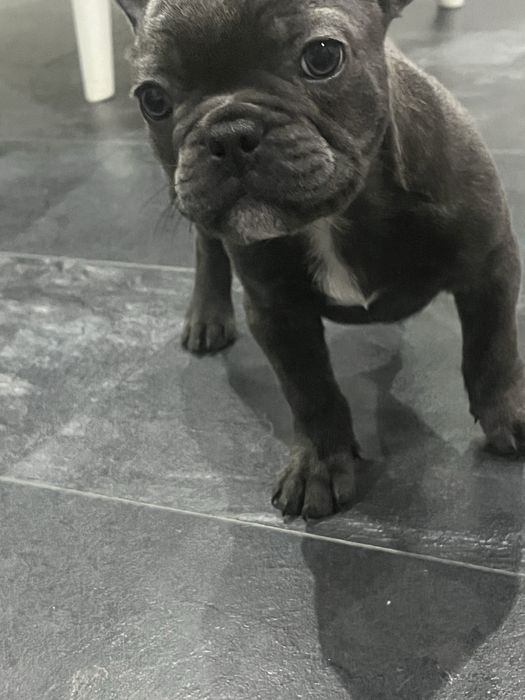 Piesek bulgog francuski szczeniak