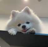pomeranian spitz