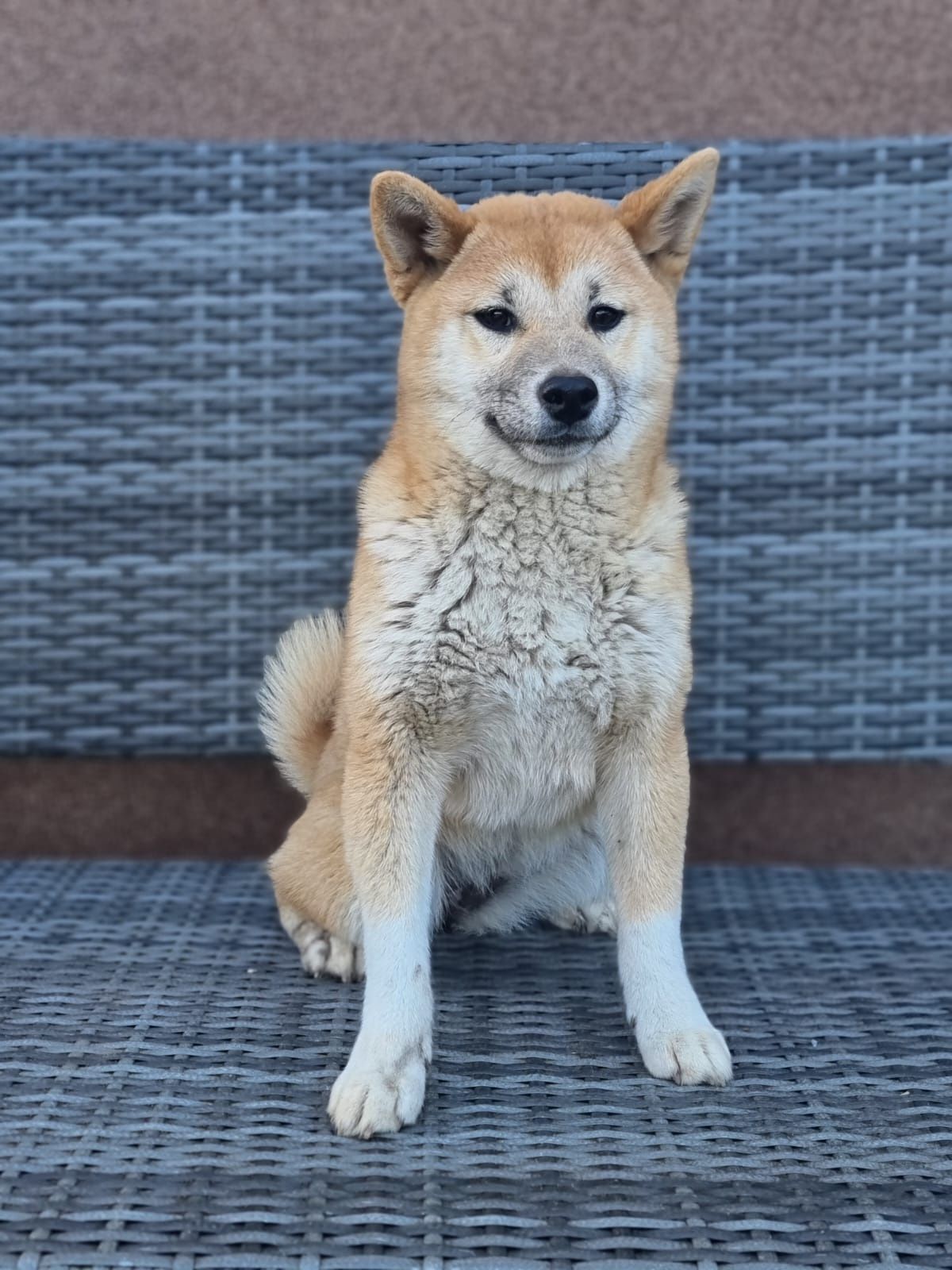 SHIBA INU szczeniak szczenię czerwona suczka do odbioru