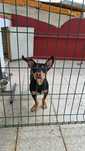 Cão para adopção