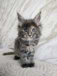 Kotka Maine Coon masywna