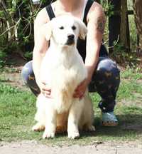 Golden retriever z rodowodem FCI