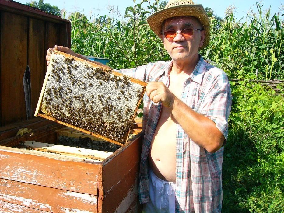 Продам бджолопакети 4 рр без хвороб та антибіотиків