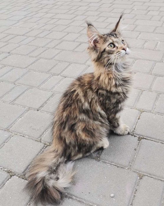 Кошенята Мейн-кун