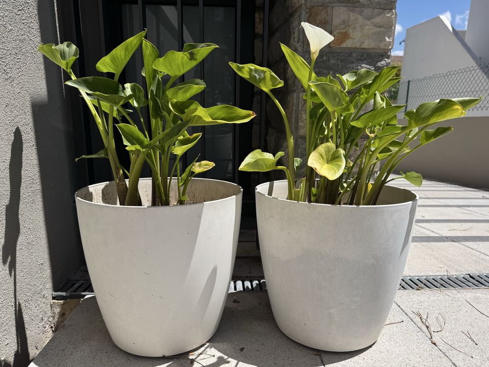 Conjunto de 2 Vasos com Jarros (Calla Lily) – Exterior/Interior