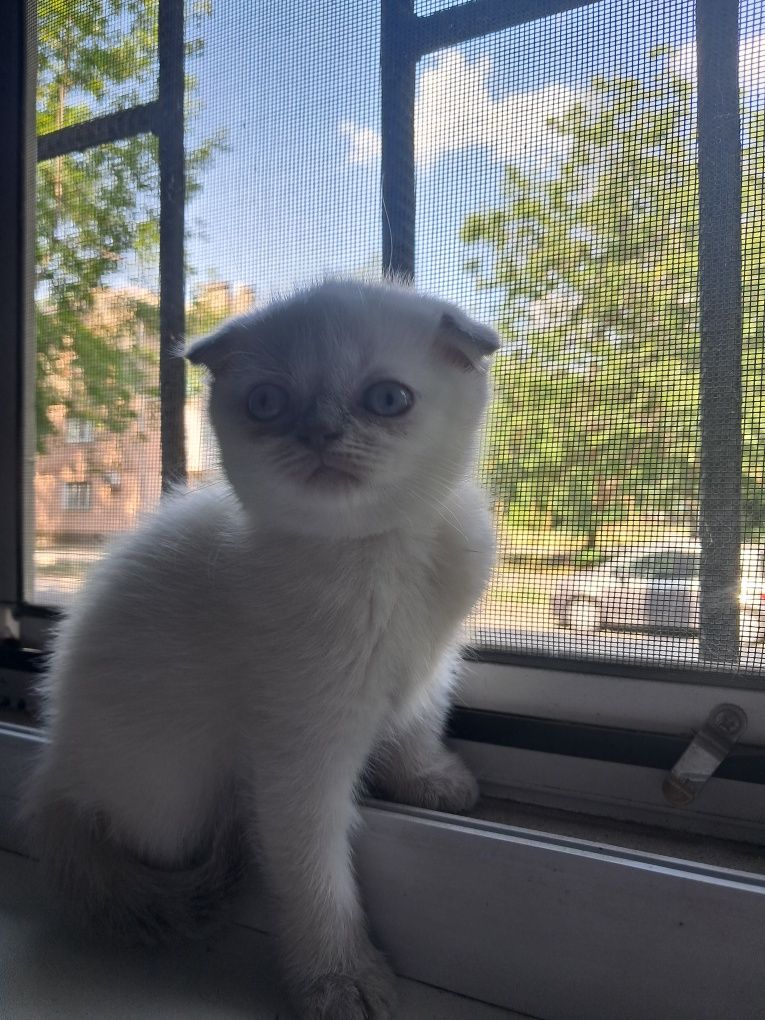 Шотландские котята.Котята.Породистые котята