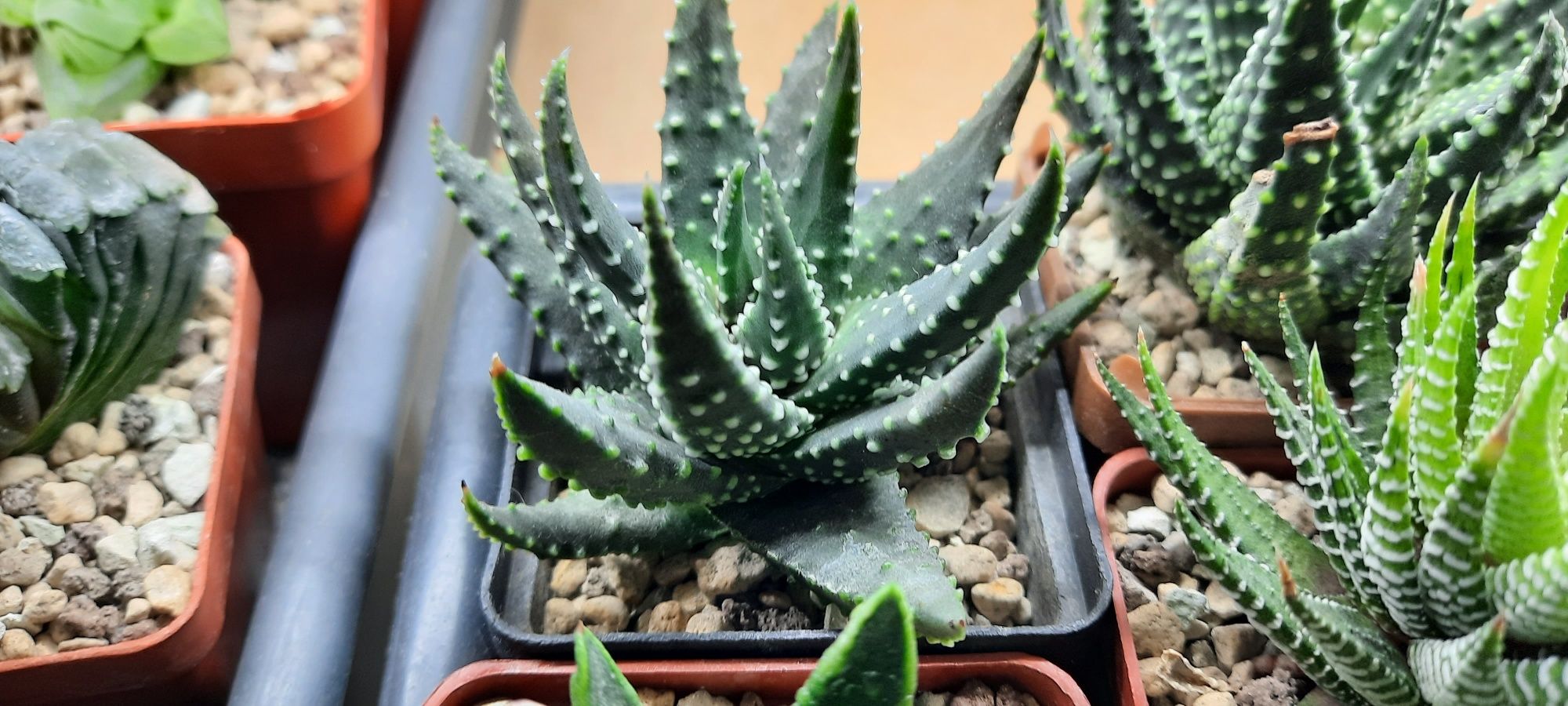 Haworthia pumila. haworthia zebrina. Хавортія пуміла і зебріна