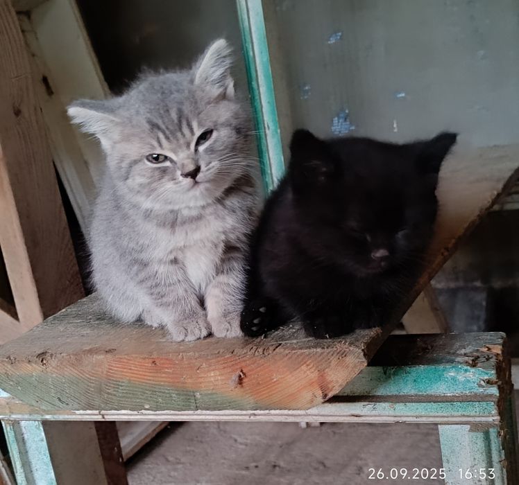 Кошенята маленькі