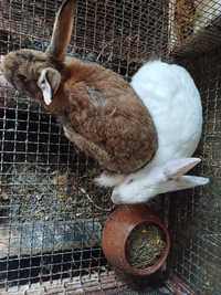 Casal coelhos adultos