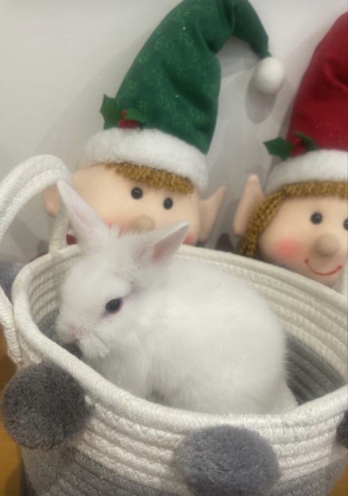 Coelho anão 2 fêmeas e 1 macho