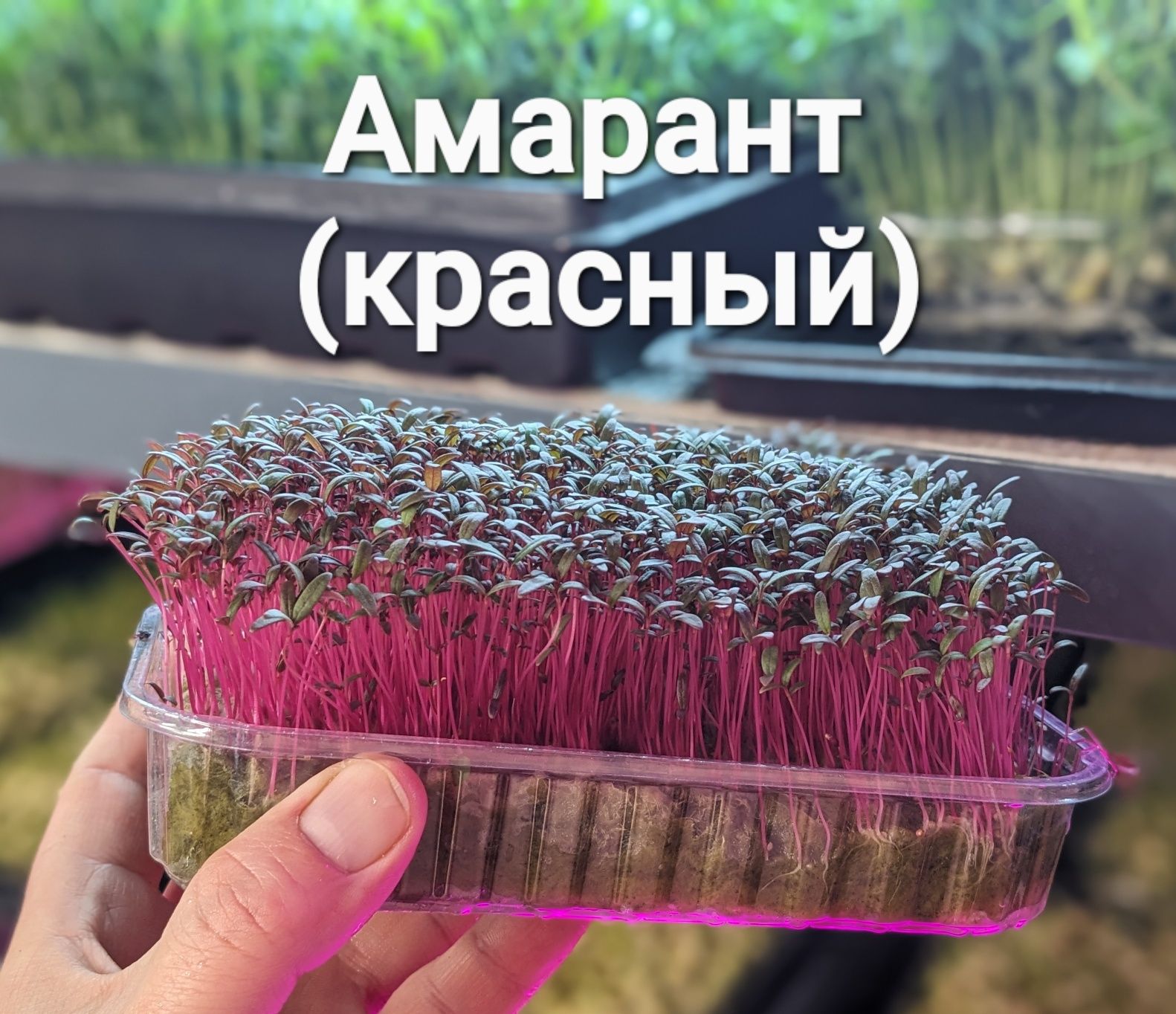 Микрозелень (свое производство)