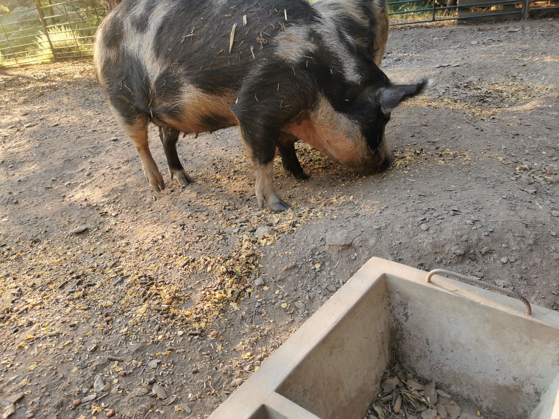 Kune kune porcos fêmea