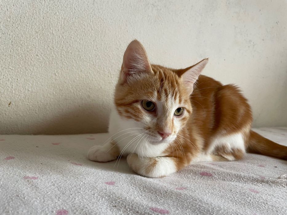 Gatinhos para adopção responsável