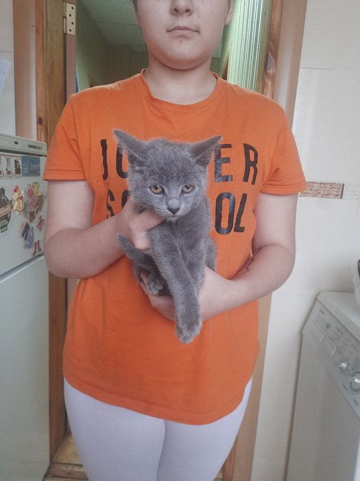 Кошенята на Мальованці!