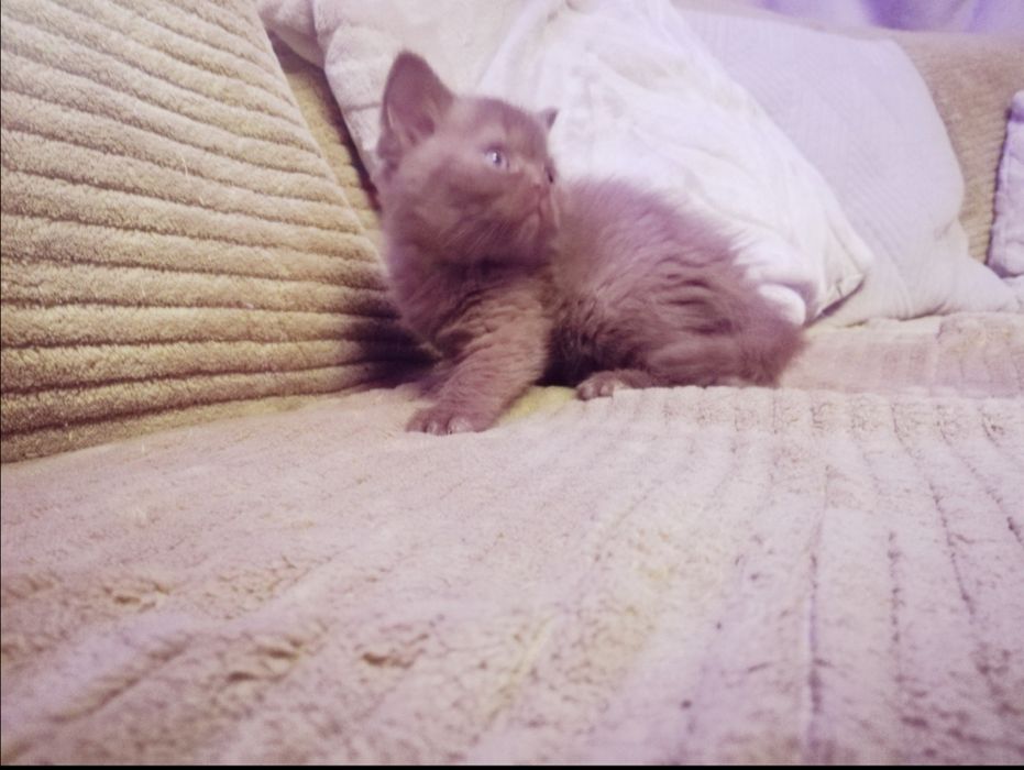 Kotek Brytyjski cynamonowa kotkay .. Puchate Cudo .. kociak