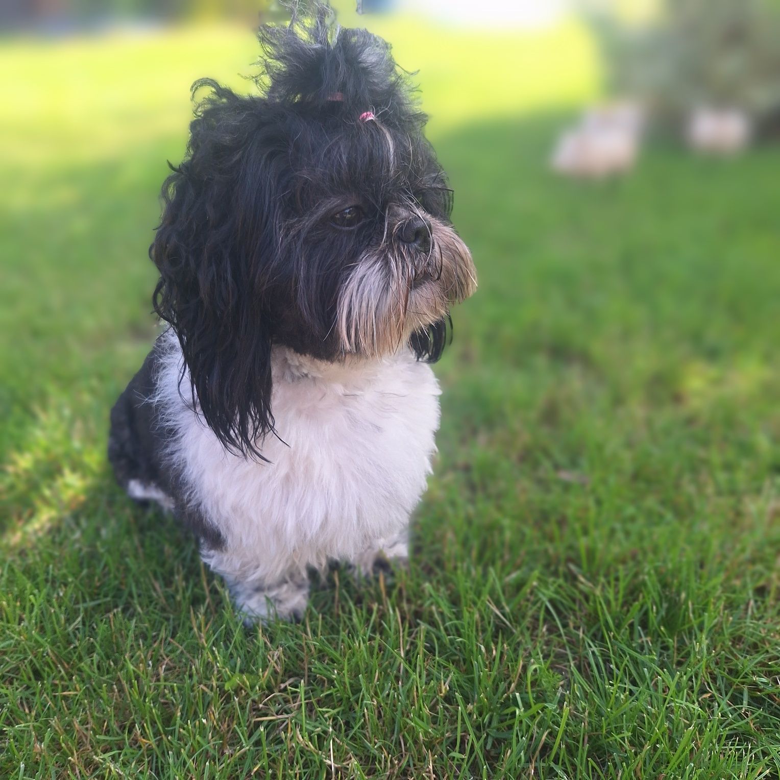 Reproduktor shih tzu