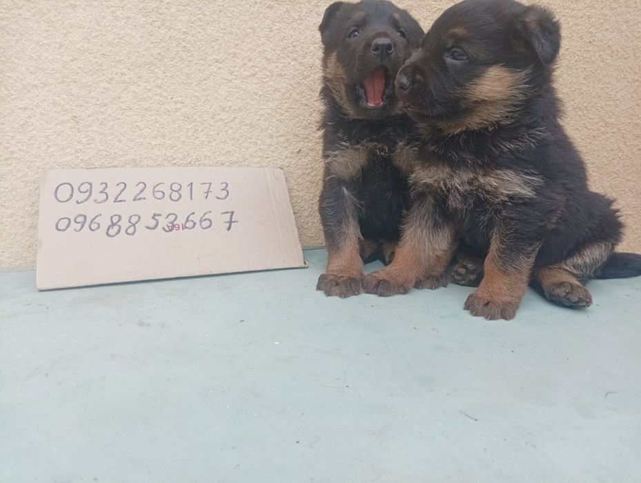 Цуценята німецька вівчарка