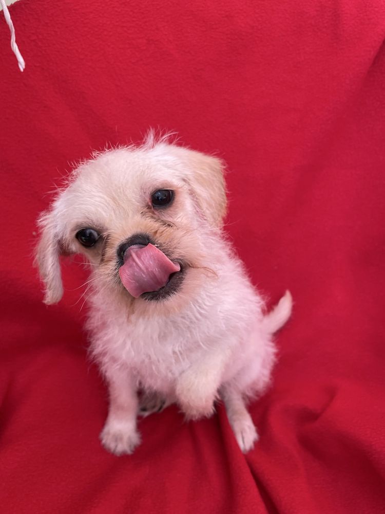PIESEK mops chihuahua