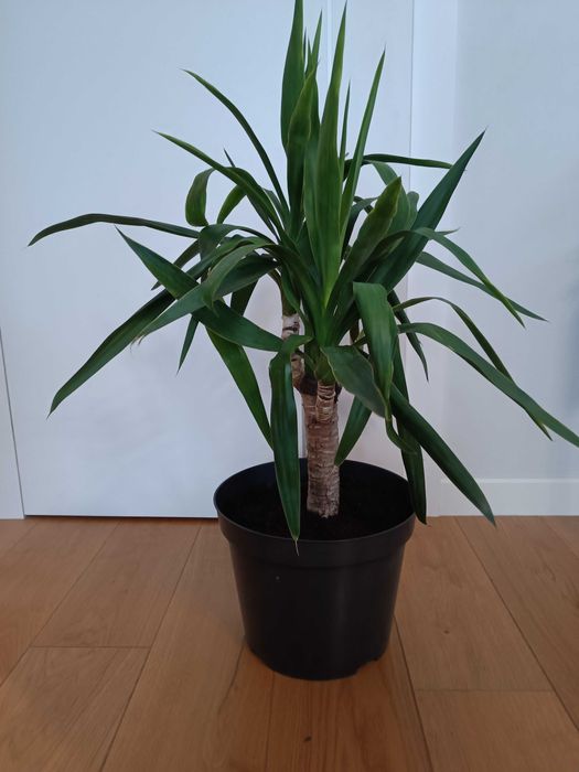 Kwiat juka yuca 85 cm
