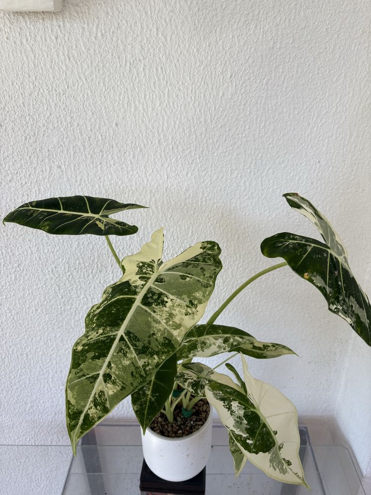 anthurium crystallinum x magnificum e alocasia frydek variegata