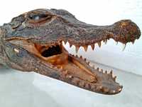 Чучело крокодила длина 88см