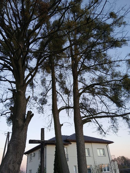 Oddam drzewo lipa za wycięcie