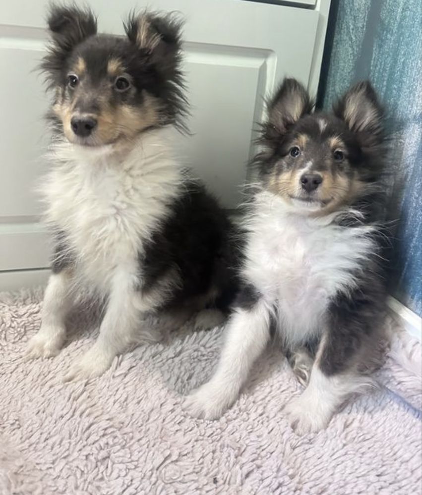 Owczarek szetlandzki sheltie tricolor OKAZJA z powodu wyjazdu