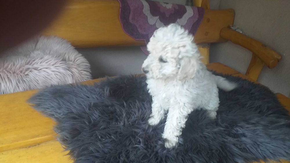 Śliczny Pudelek Miniaturka