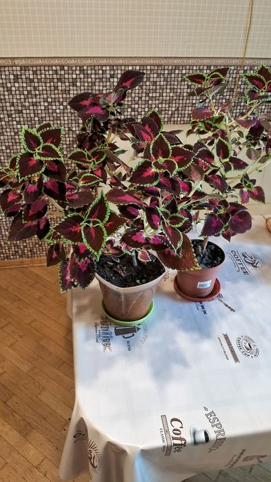 Колиус вегетативный