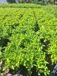Laurowiśnia 'Rotundifolia' jakość I, wyjątkowo rozkrzewiona