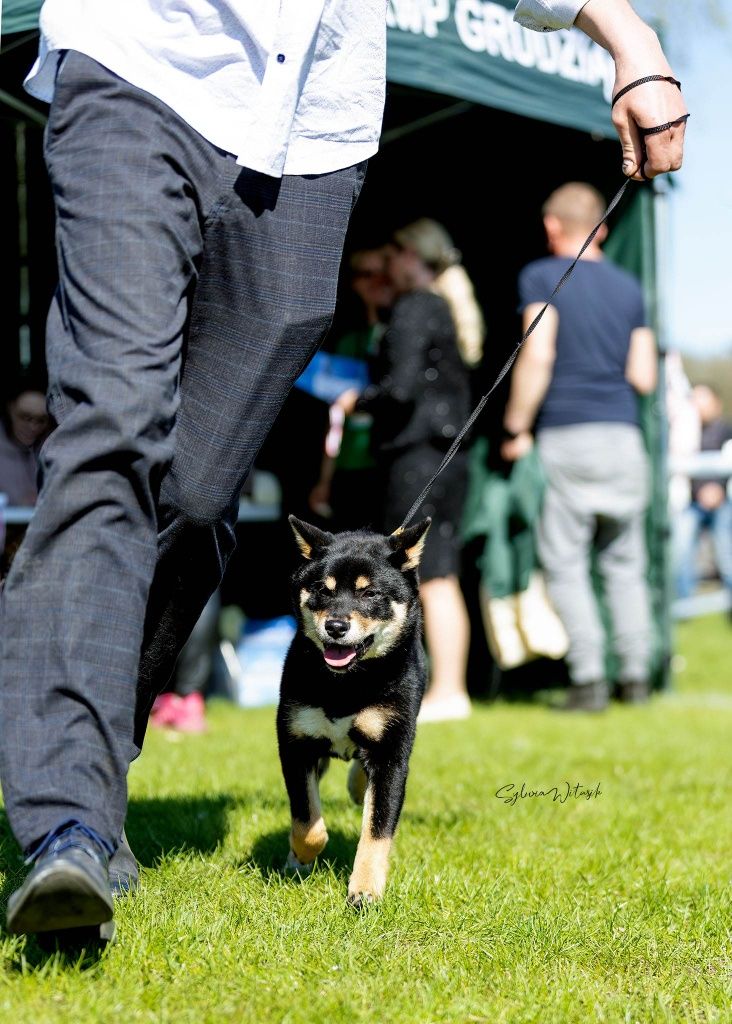 Shiba Inu czarny podpalany śliczny chłopiec