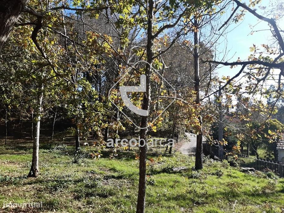Mata de carvalhos, com cerca de 5.800m2, Vascões, Paredes de Coura, 17