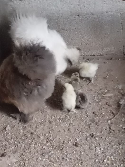 Sedosas do Japão jovens e adultas