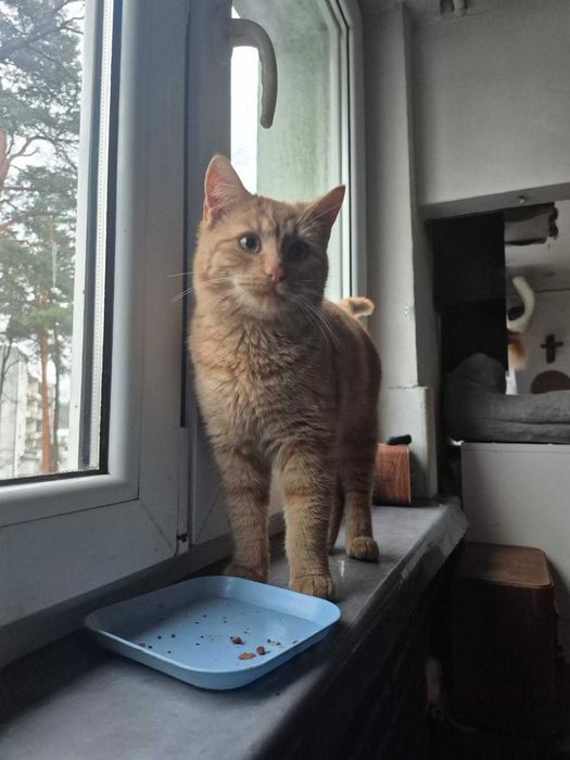 Kotki i kocurki do wyboru