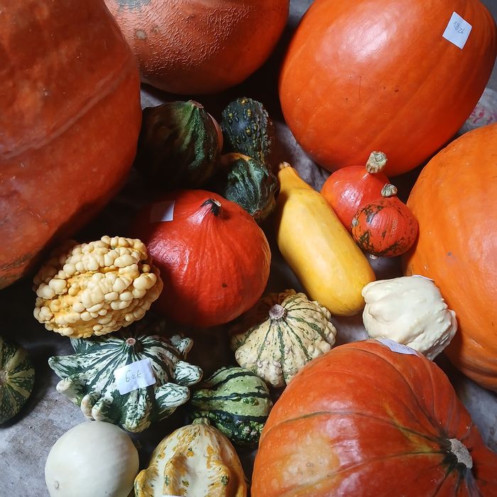 Dynia - różne odmiany