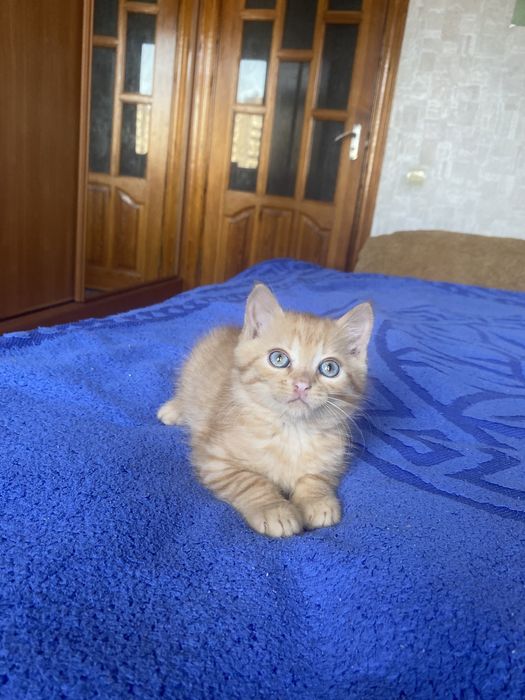 Плюшка прямоушка