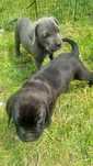 Cane Corso Italiano