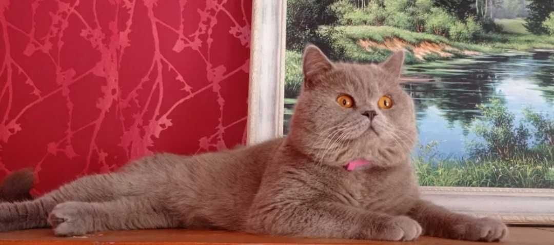 В'язка, Шотландський котик