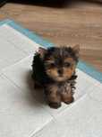 York mini miniaturka xxs yorkshire terrier